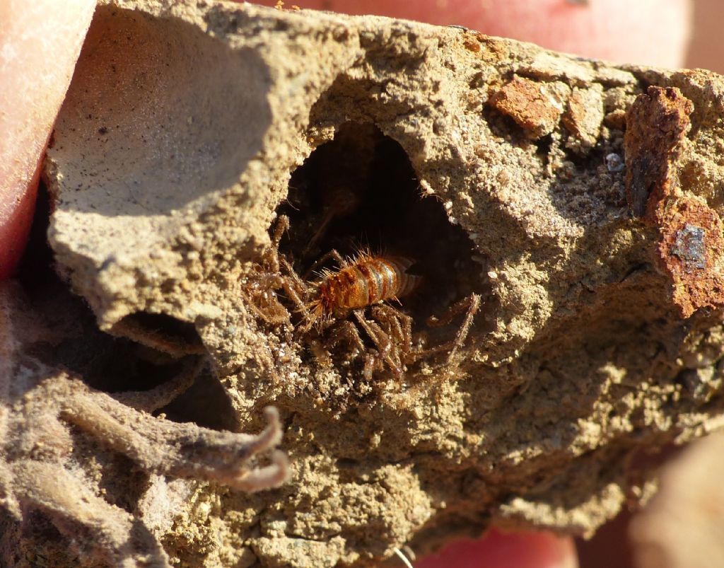 Insetto sconosciuto: Dermestidae: Anthrenus sp.